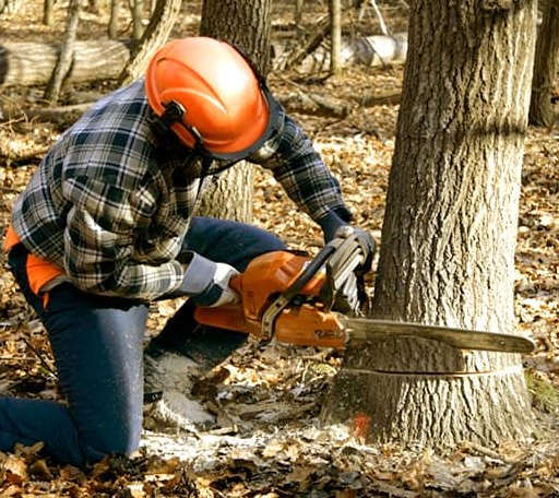 Arborist assessing tree health in Wyoming